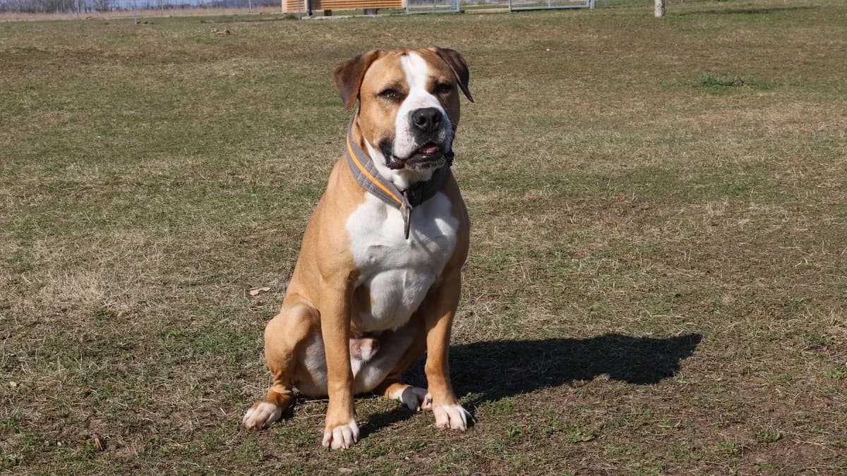 Jago, male 3yo mixed breed for adoption at Sonnenhof Eisenstadt (Sonnentiere)