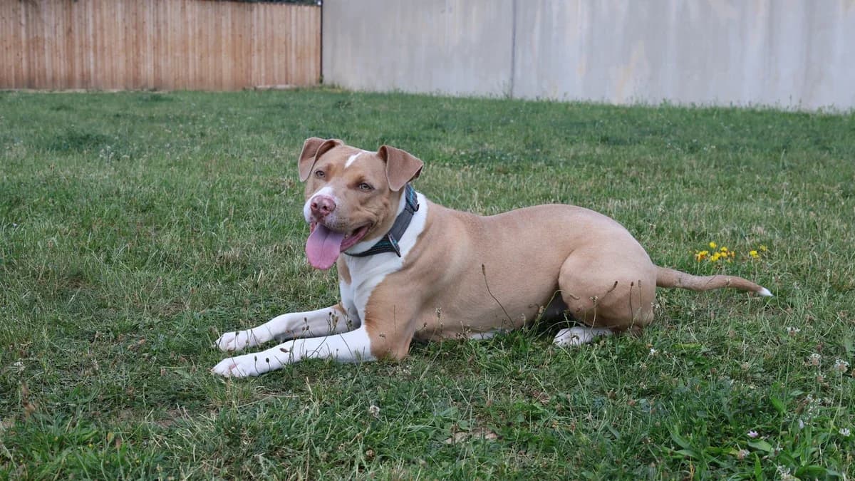 Gin Tonic, female young mixed breed for adoption at Sonnenhof Eisenstadt (Sonnentiere)