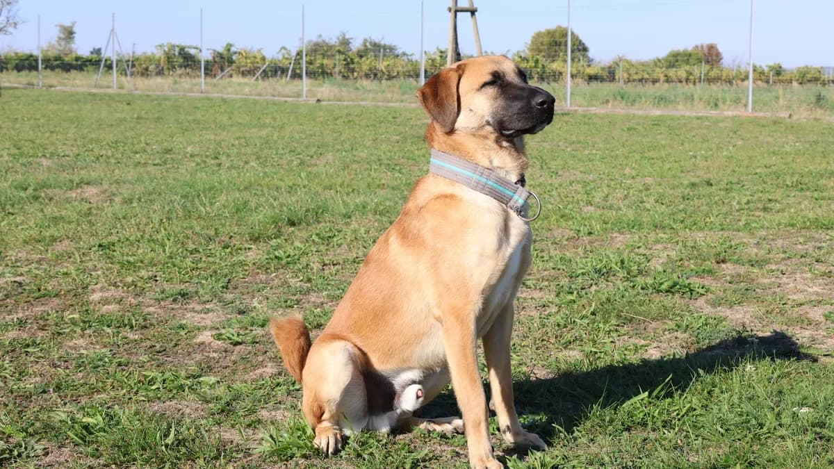Fino, male young mixed breed for adoption at Sonnenhof Eisenstadt (Sonnentiere)