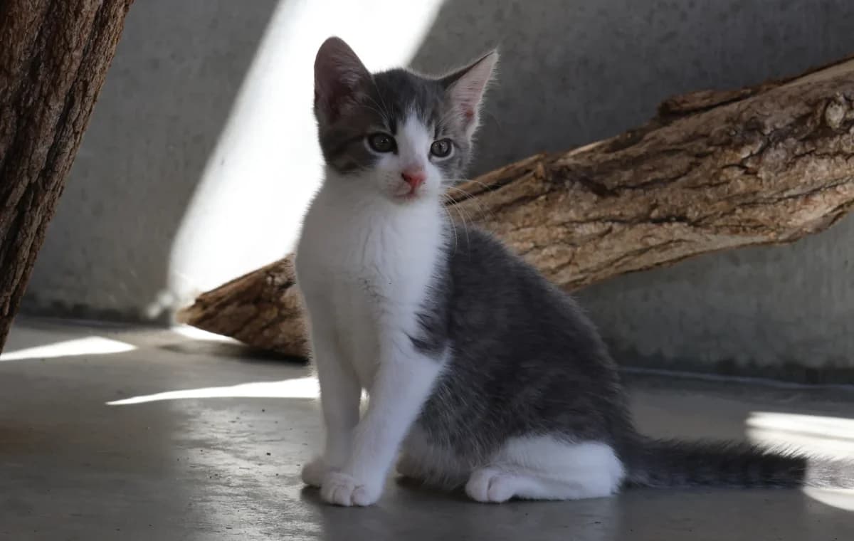 Leona, puppy European Shorthair for adoption at Sonnenhof Eisenstadt (Sonnentiere)
