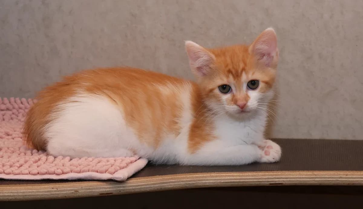 Nuri, puppy European Shorthair for adoption at Sonnenhof Eisenstadt (Sonnentiere)