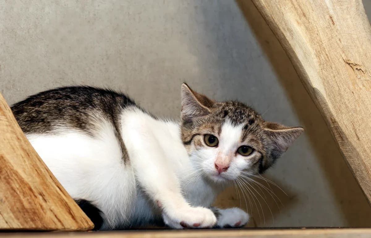 Marlon, puppy European Shorthair for adoption at Sonnenhof Eisenstadt (Sonnentiere)