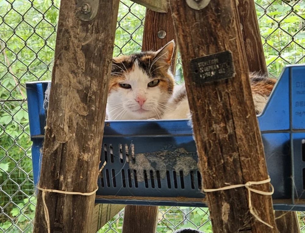 Mieze unsere Heimkatze, male Mixed Breed Cat for adoption at Tierheim Hallein, Hallein