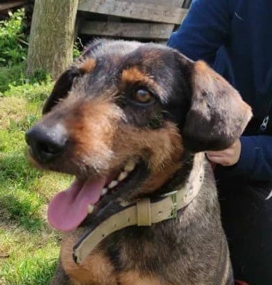 Muskat, male senior Mixed Breed for adoption at Tierheim Hallein, Hallein