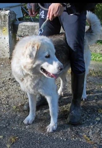 Mary, female 6yo Mixed Breed for adoption at Tierheim Hallein, Hallein