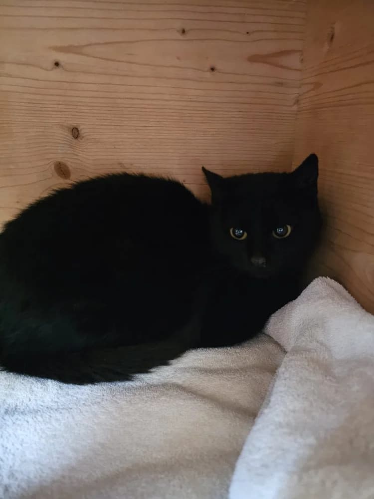 Lessly reserviert, female mixed breed for adoption at Tierheim Hallein, Hallein
