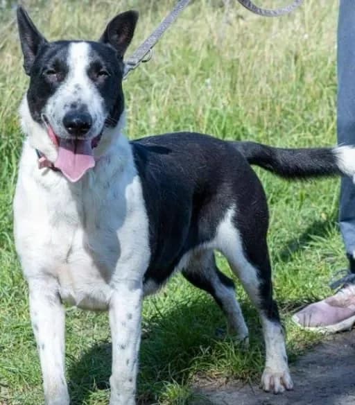 Sophie, female Mixed Breed for adoption at Tierheim Hallein, Hallein