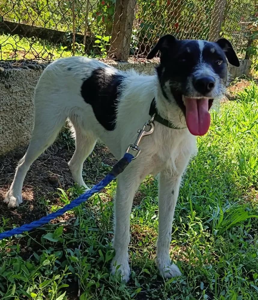 Vili, male puppy mixed breed for adoption at Tierheim Hallein, Hallein