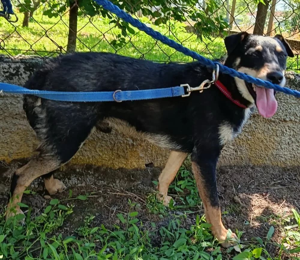 Vasul, male puppy mixed breed for adoption at Tierheim Hallein, Hallein
