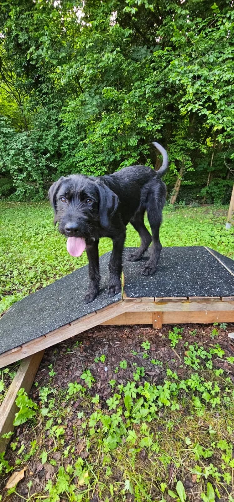 Theo - ein Spargel Tarzan, male puppy mixed breed for adoption at Tierheim Hallein, Hallein