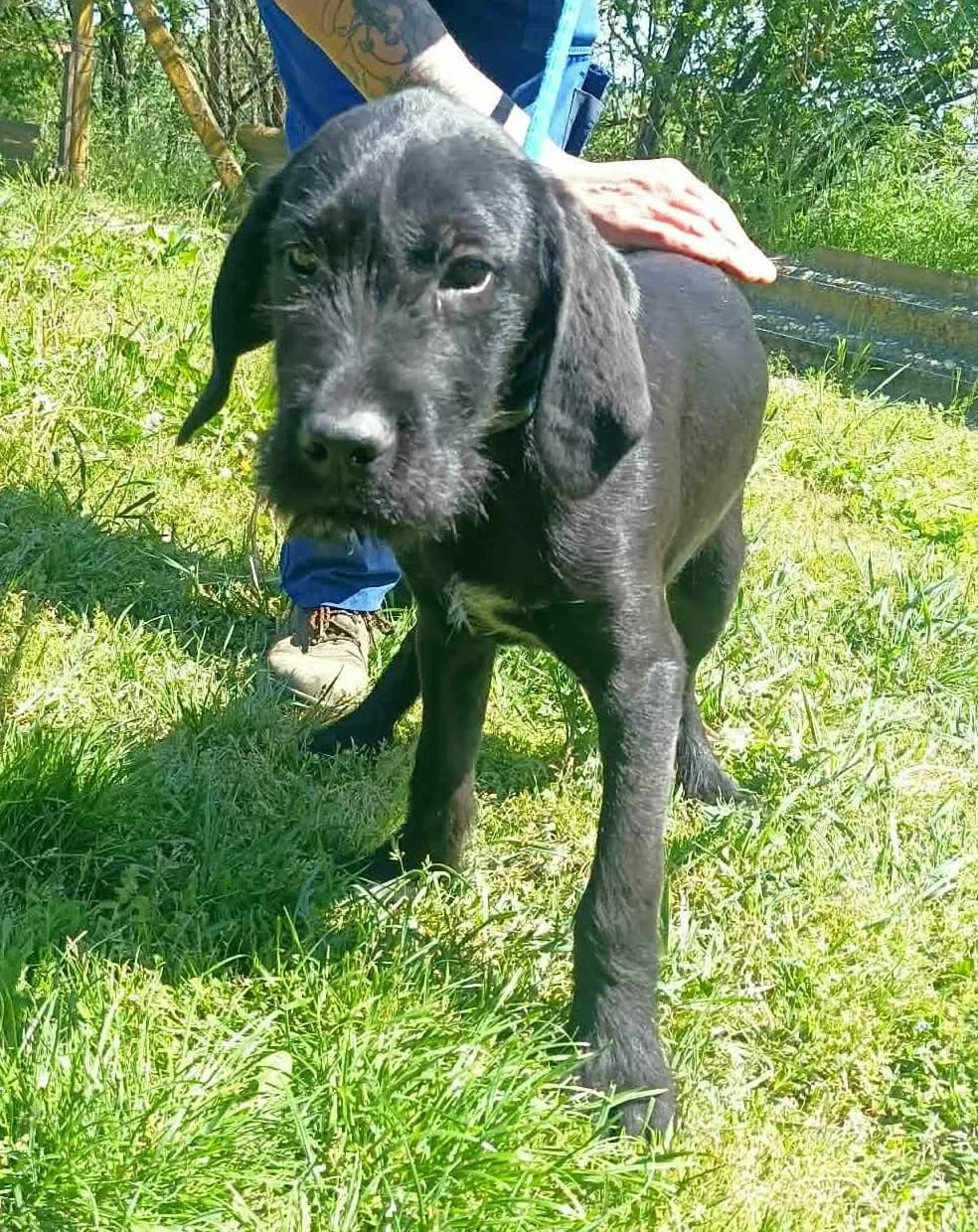 Tade - ein Riesenschnauzer X, male Mixed Breed for adoption at Tierheim Hallein, Hallein
