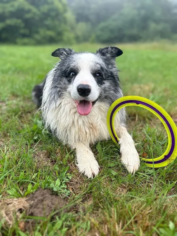 Border Collie - Vermittlungshifle, male mixed breed for adoption at Tierheim Hallein, Hallein