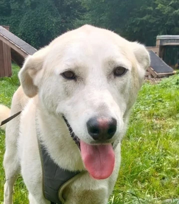 Suzy, weiß female mixed breed for adoption at Tierheim Hallein, Hallein