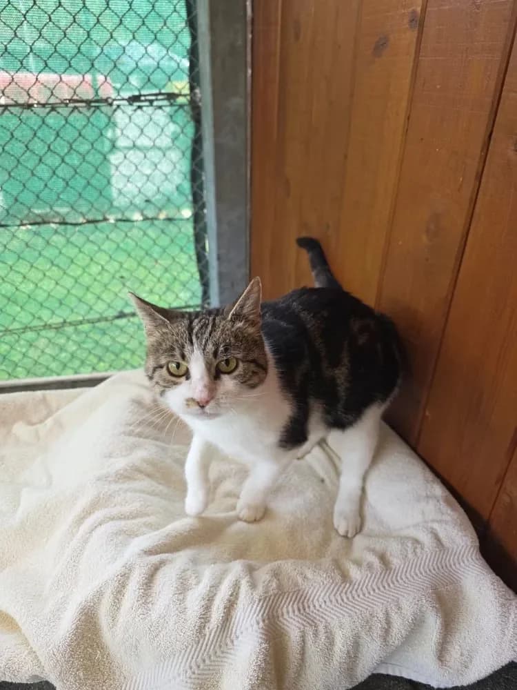 Mama Trixi, female puppy Mixed Breed Cat for adoption at Tierheim Hallein, Hallein