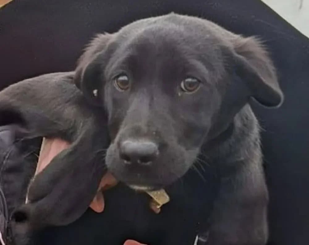 Vice - ein Labrador Mix, male puppy Labrador Retriever for adoption at Tierheim Hallein, Hallein