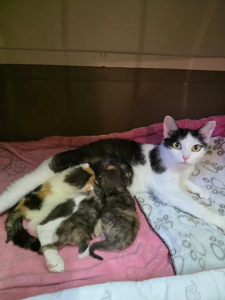 Olivia, female puppy Mixed Breed Cat for adoption at Tierheim Hallein, Hallein