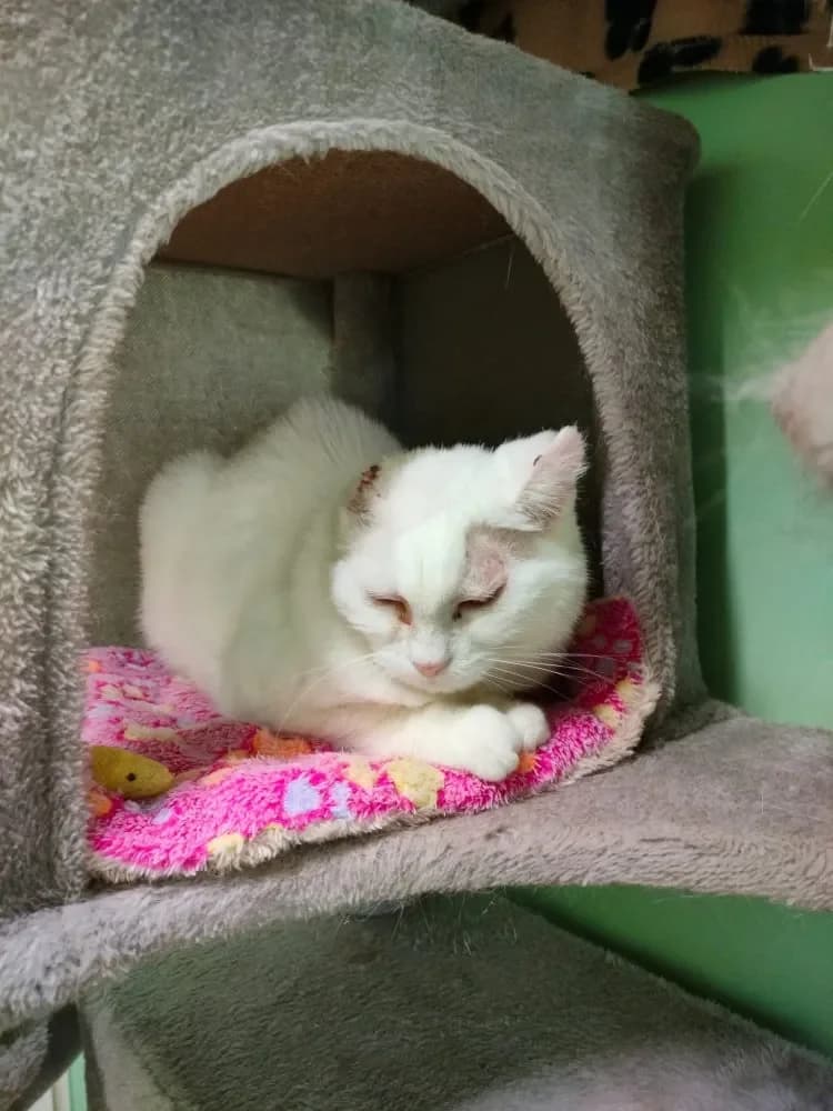 Snowbell unser Einohr, female senior Mixed Breed Cat for adoption at Tierheim Hallein, Hallein