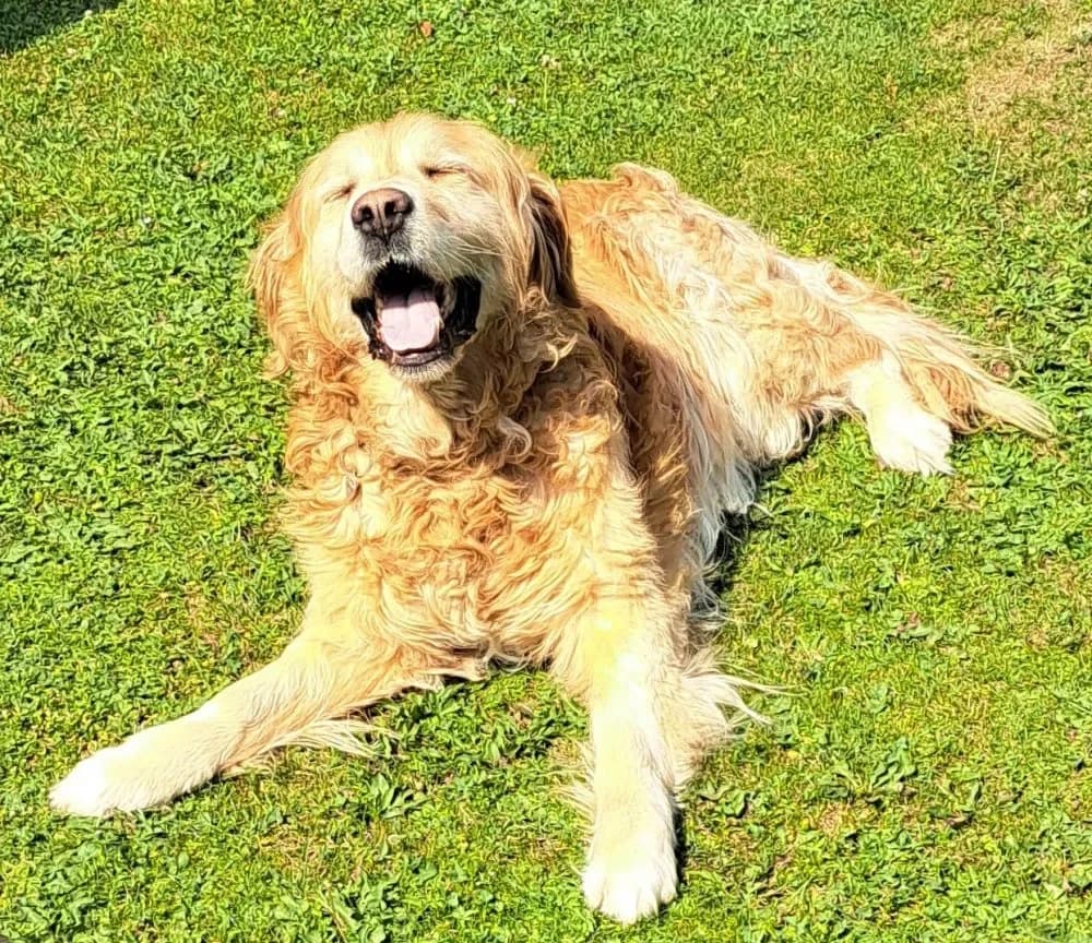 Allegro, golden male mixed breed for adoption at Tierheim Hallein, Hallein