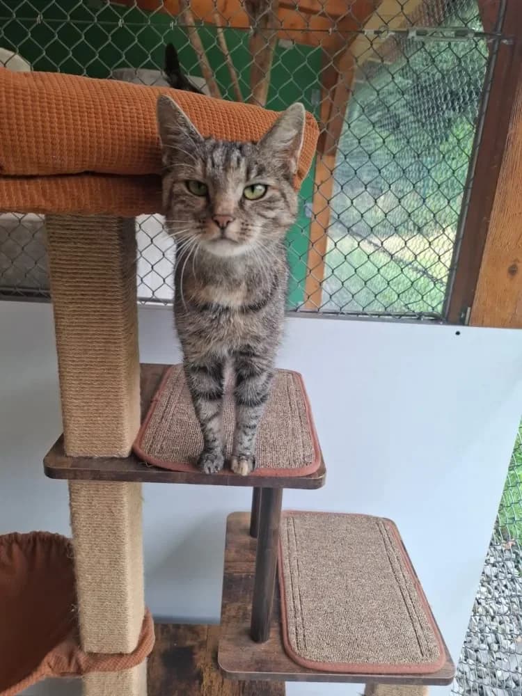 Rosalie, female 3yo Mixed Breed Cat for adoption at Tierheim Hallein, Hallein