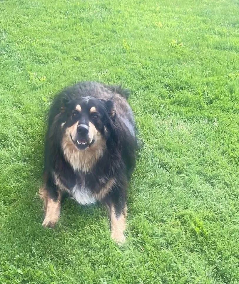 Benno, Mixed Breed for adoption at Tierheim Hallein, Hallein