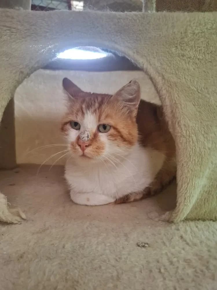 Oskar, male Mixed Breed Cat for adoption at Tierheim Hallein, Hallein