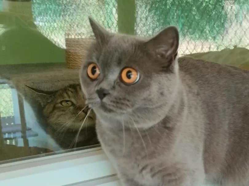 Boncuk reserviert, female Mixed Breed Cat for adoption at Tierheim Hallein, Hallein