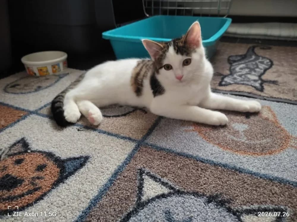 Angel, Mixed Breed Cat for adoption at Tierheim Hallein, Hallein
