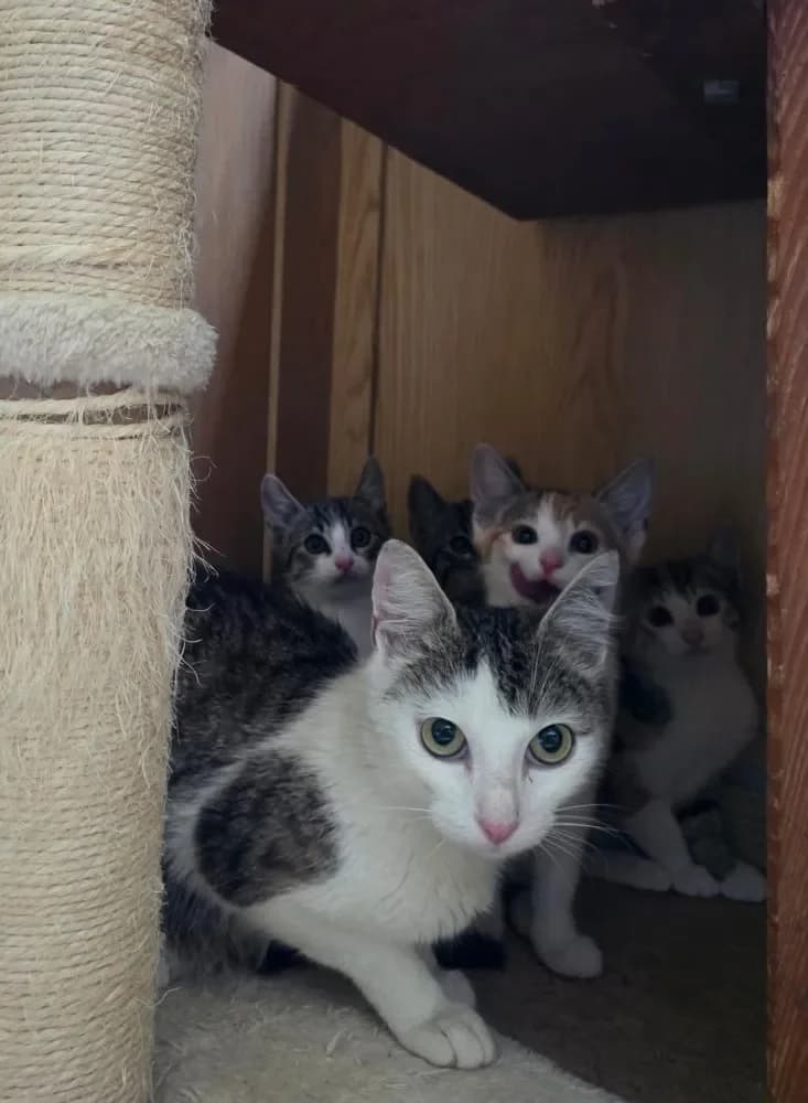 Shanti und ihre 4 Kitten, puppy Mixed Breed Cat for adoption at Tierheim Hallein, Hallein