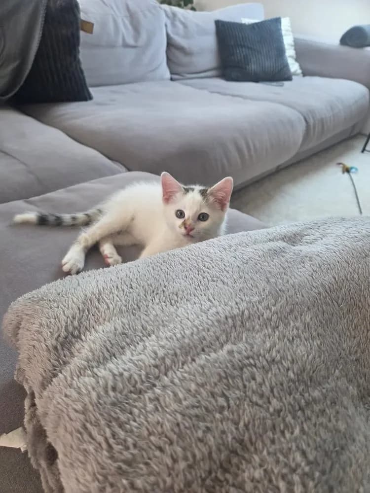 Olaf, male Mixed Breed Cat for adoption at Tierheim Hallein, Hallein