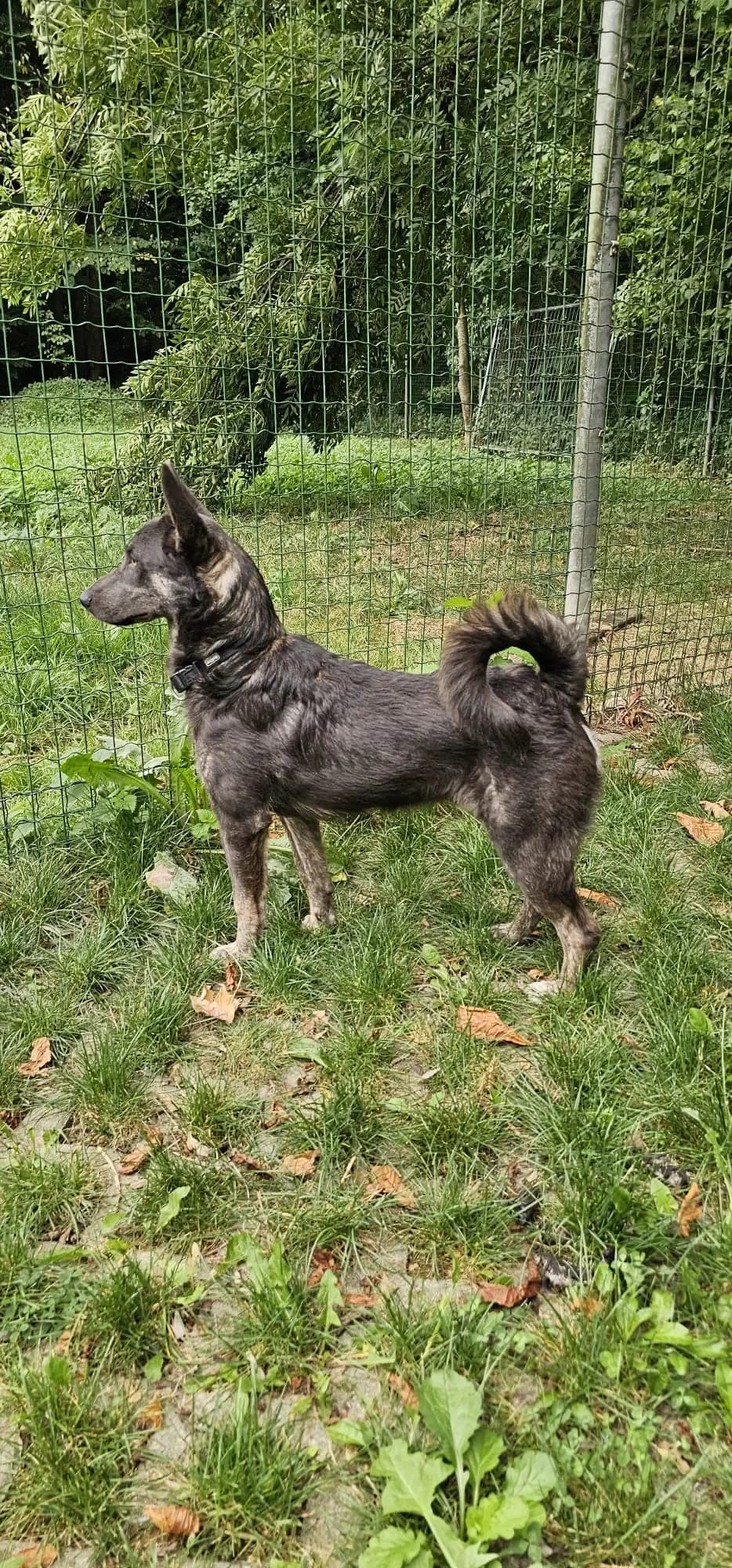 Perri - Hasenfuß, male mixed breed for adoption at Tierheim Hallein, Hallein