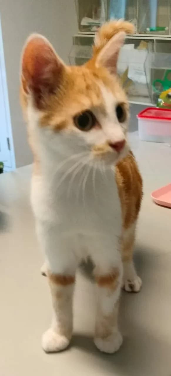 Söckchen, male Mixed Breed Cat for adoption at Tierheim Hallein, Hallein