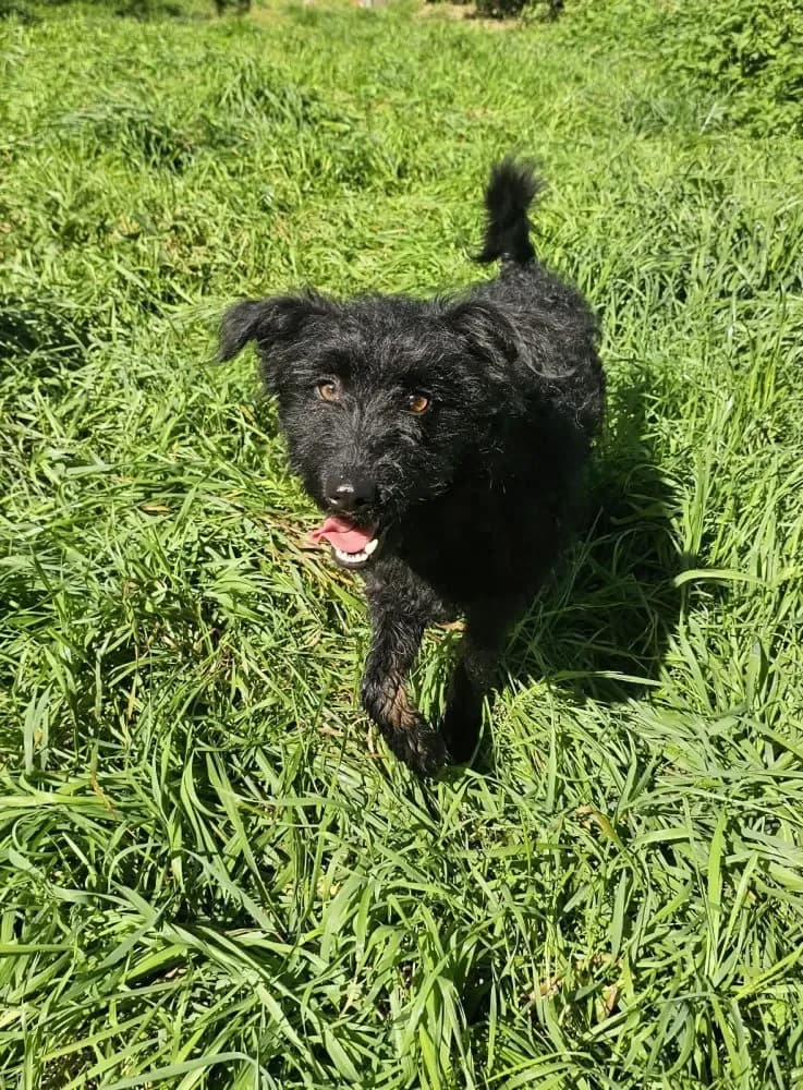 Kobold - ein Lockenkopf, male mixed breed for adoption at Tierheim Hallein, Hallein