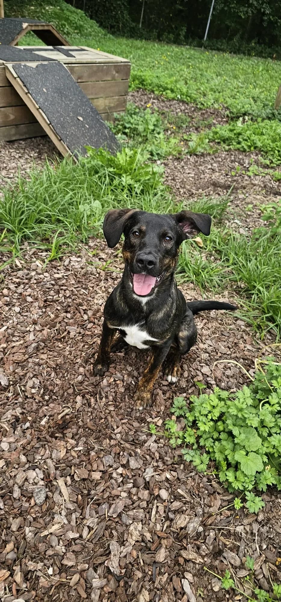 Mambo - eine Sportskanone reserviert, male puppy mixed breed for adoption at Tierheim Hallein, Hallein