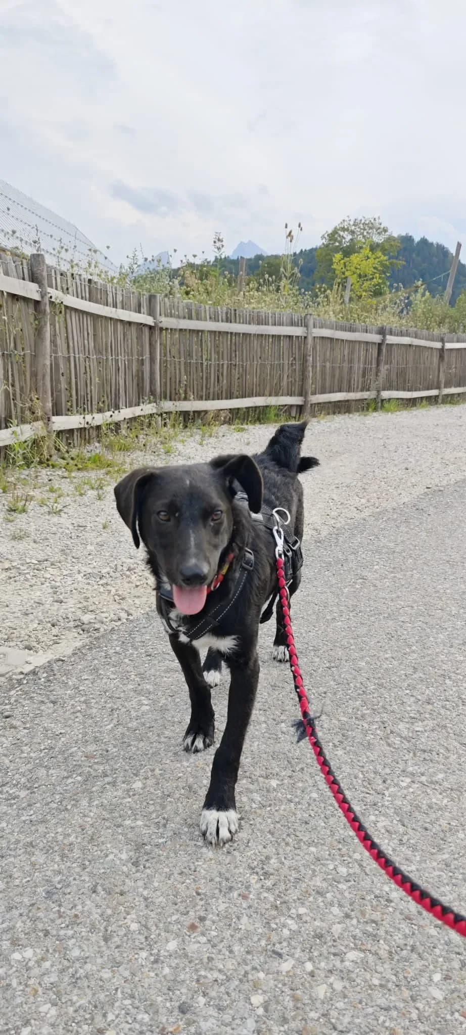 Socke - kleiner Schatz auf leisen Pfoten, weiß male mixed breed for adoption at Tierheim Hallein, Hallein