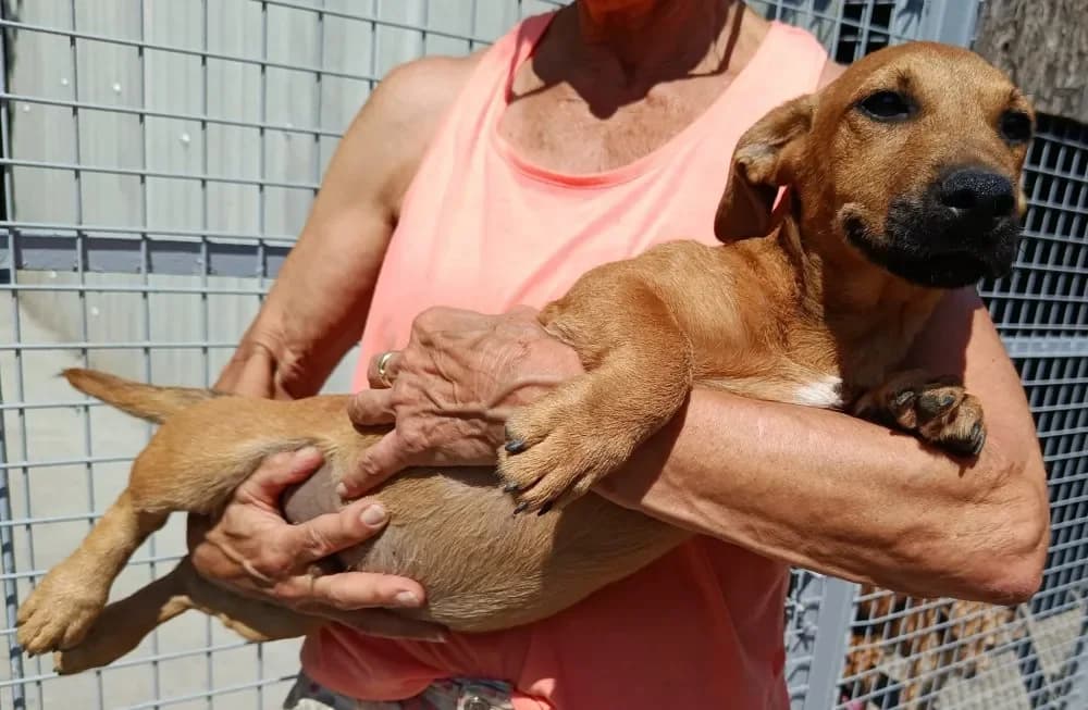Kevin, male puppy Mixed Breed for adoption at Tierheim Hallein, Hallein