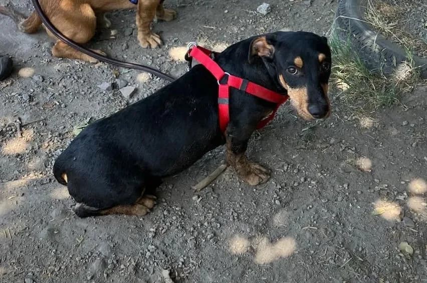 Kele, male puppy Mixed Breed for adoption at Tierheim Hallein, Hallein