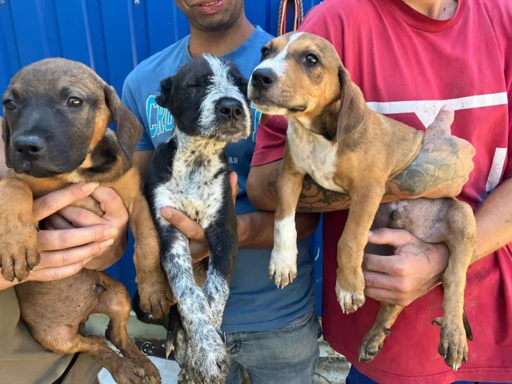 Staff-Mix Welpen, schwarz male puppy mixed breed for adoption at Tierheim Hallein, Hallein