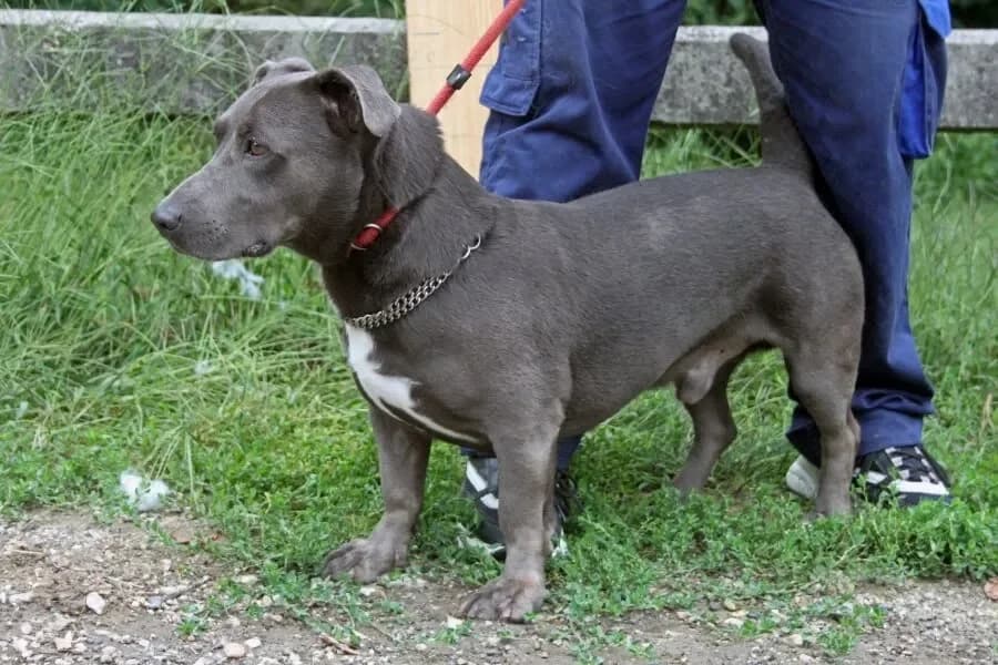 Barni, male senior Mixed Breed for adoption at Tierheim Hallein, Hallein
