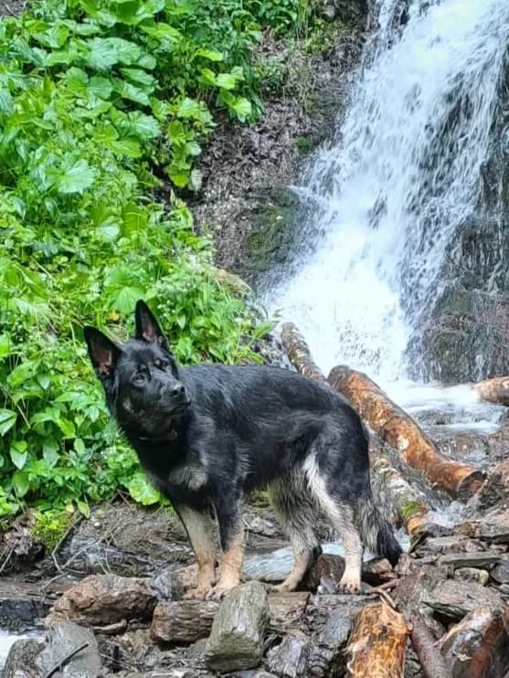 Aron - Vermittlungshilfe, male mixed breed for adoption at Tierheim Hallein, Hallein