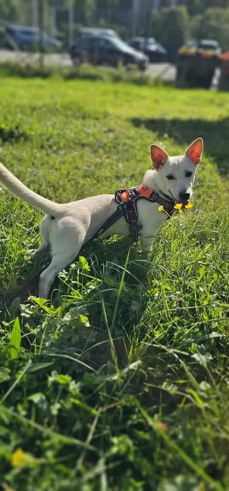 Tündi ein Springinsfeld, female puppy Mixed Breed for adoption at Tierheim Hallein, Hallein