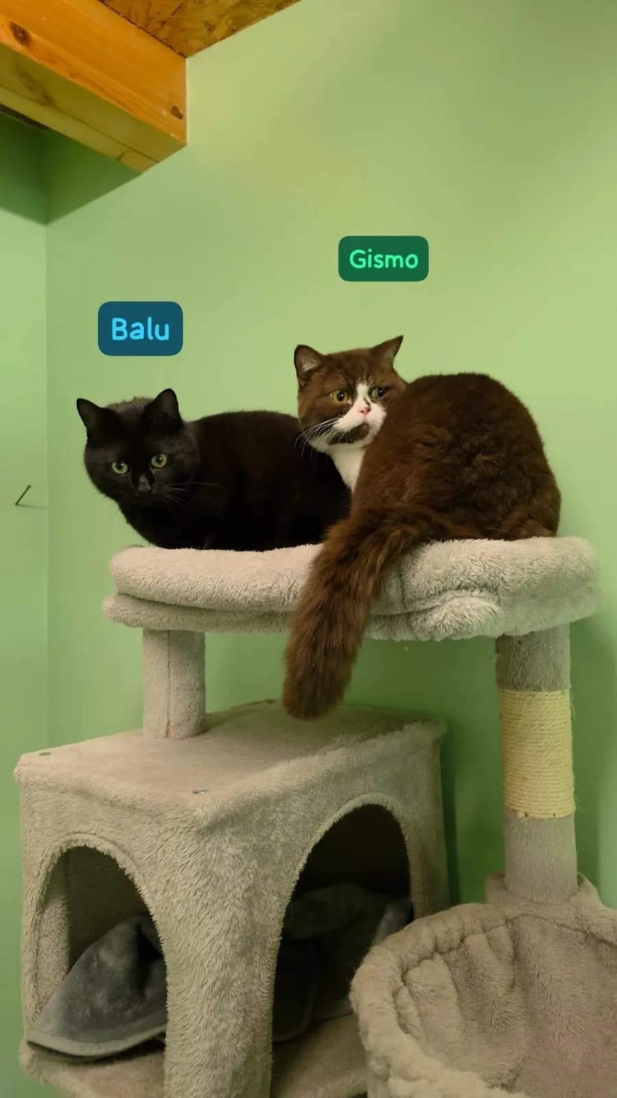 Balu und Gizmo, male Mixed Breed Cat for adoption at Tierheim Hallein, Hallein