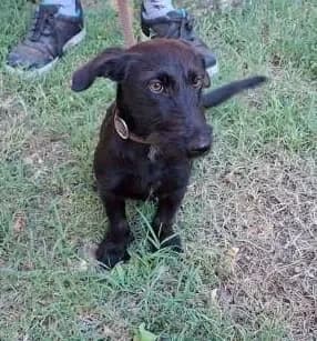 Coco, female Mixed Breed for adoption at Tierheim Hallein, Hallein