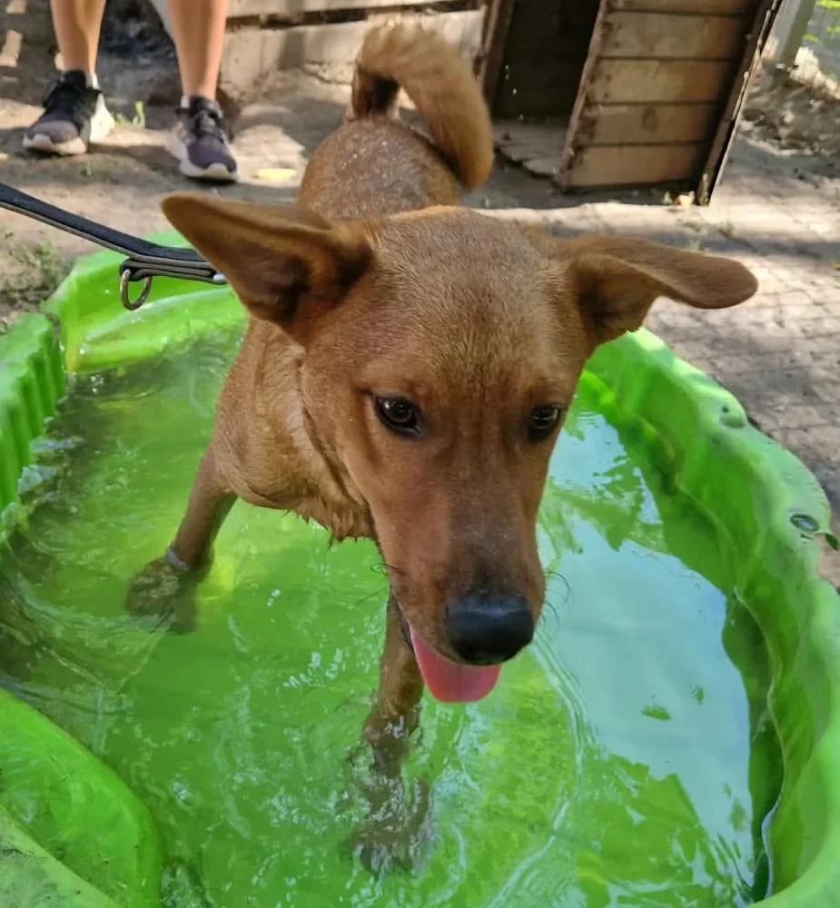 Jimmy, male young Mixed Breed for adoption at Tierheim Hallein, Hallein