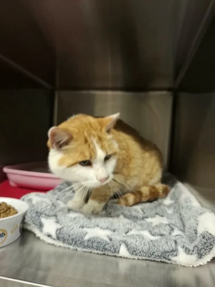 Otto, male senior Mixed Breed Cat for adoption at Tierheim Hallein, Hallein