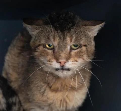 Grumpy, male senior Mixed Breed Cat for adoption at Tierheim Kapfenberg, Kapfenberg