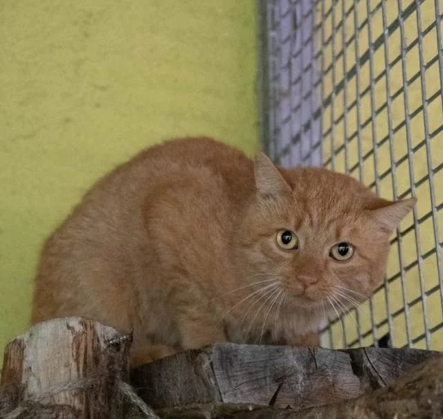 Roli, male 6yo Mixed Breed Cat for adoption at Tierheim Kapfenberg, Kapfenberg