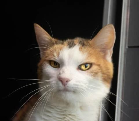 Romina, female senior Mixed Breed Cat for adoption at Tierheim Kapfenberg, Kapfenberg