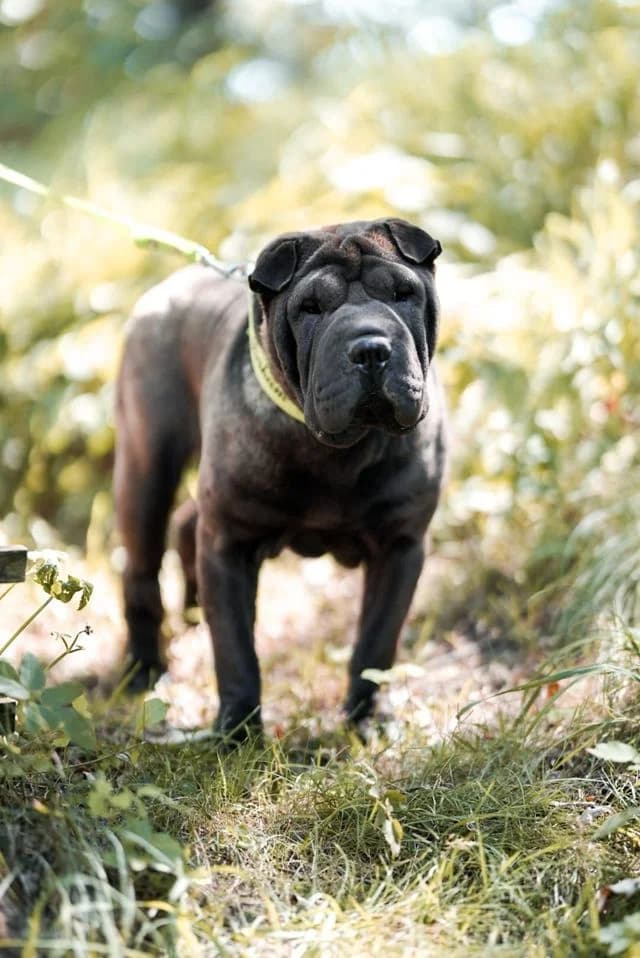 Peara, female Mixed Breed for adoption at Tierheim Kapfenberg, Kapfenberg