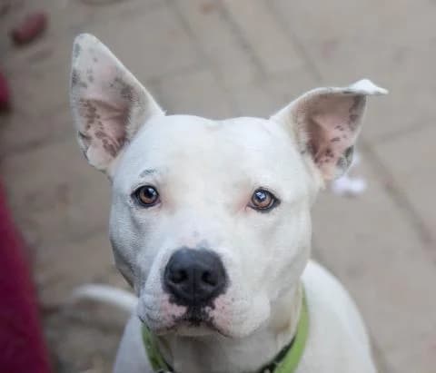 Sia, female 3yo Mixed Breed for adoption at Tierheim Kapfenberg, Kapfenberg