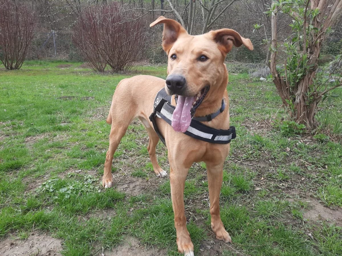 MALI, male senior Mixed Breed for adoption at Tierheim Krems, Krems an der Donau